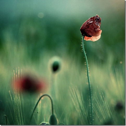 50 Beautiful Examples Of Poppy Photography
